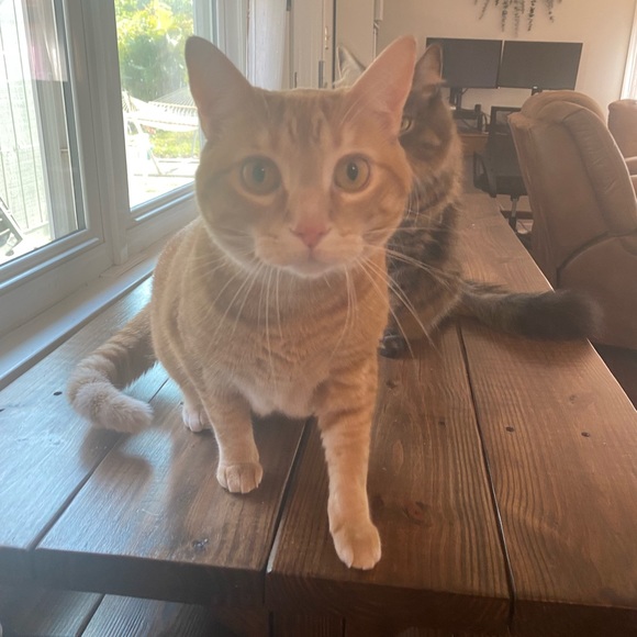 Meet your Posher, Victoria - Picture 1 of 1